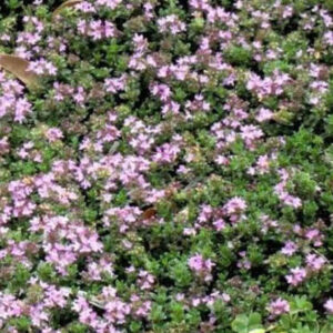 Smalbladet timian (Thymus serphyllum) ca. 40.000 frø -10 g
