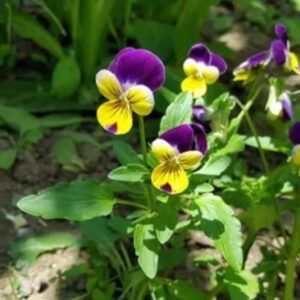 Alm. stedmoder (Viola tricolor) – ca. 15.000 frø