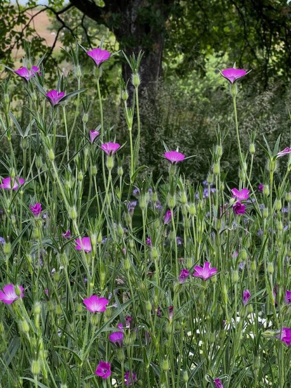 Insekthav Frømix - Image 4