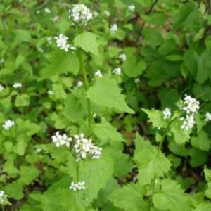 Løgkarse (Alliaria petiolata) ca. 5.000 frø