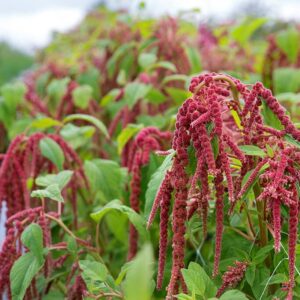 Spiselige blomster Frømix