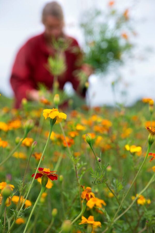 Spiselige blomster Frømix - Image 4