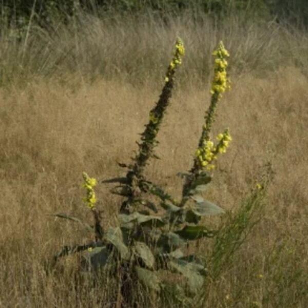 Uldbladet kongelys (Verbascum densiflorum) ca. 10.000 frø