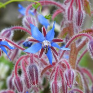 Hjulkrone (Borago officinalis) – ca.500 frø