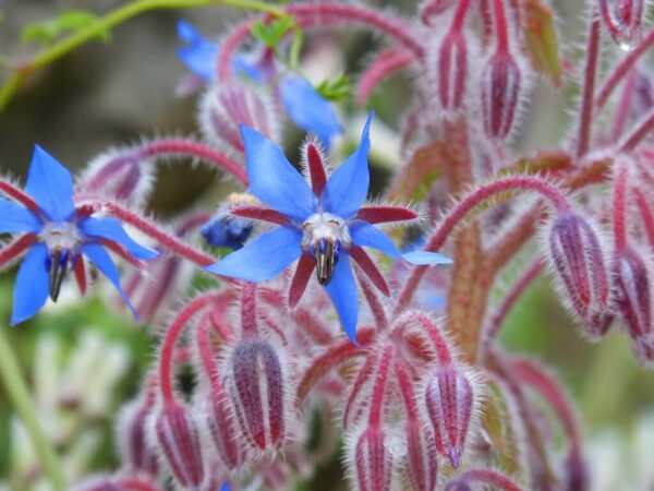 Hjulkrone (Borago officinalis) - ca.500 frø