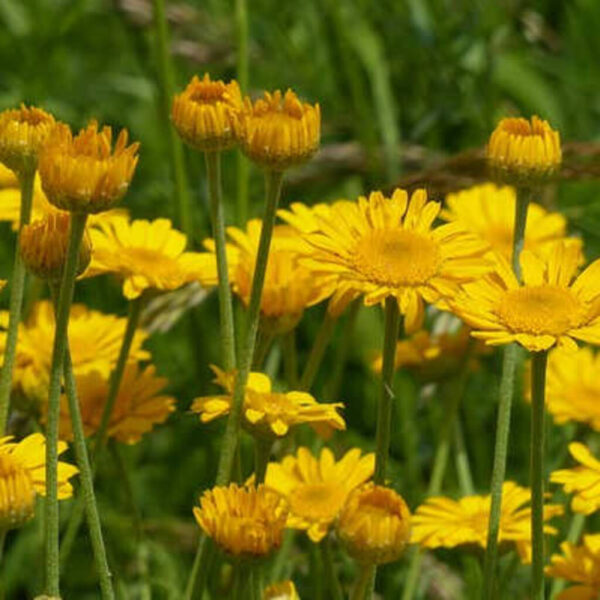 Farve-gåseurt (Anthemis tinctoria) ca. 20.000 frø