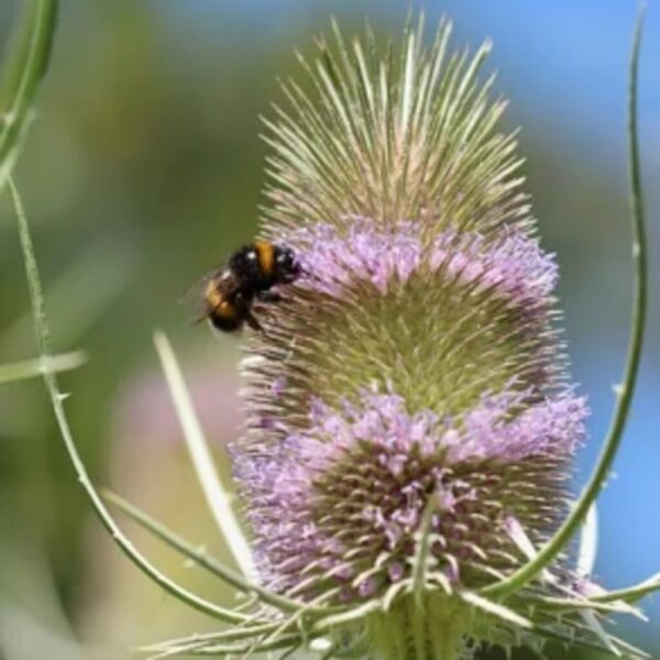 Gærde-kartebolle (Dipsacus Fullonum) ca 2.000 frø