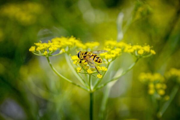 Insekthav Frømix - Image 9