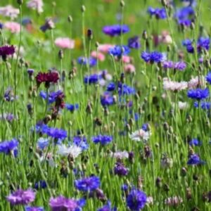 Kornblomst (Centaurea cyanus) MIX – 50 gram